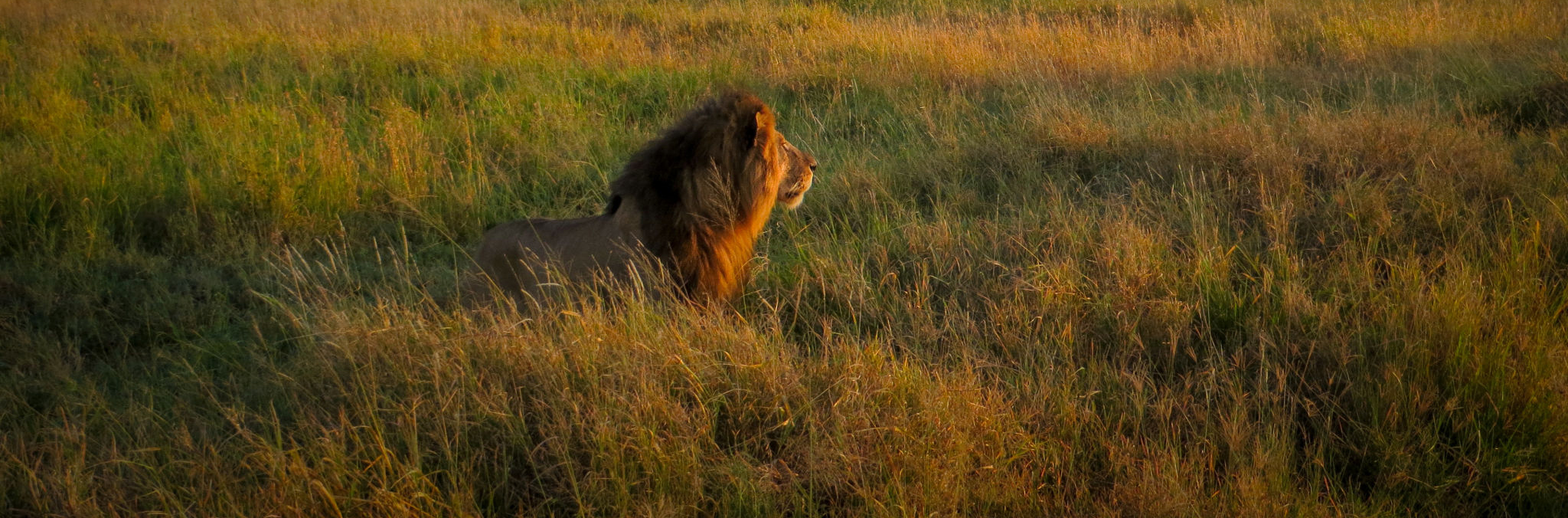 A lion on the prowl, in the early morning light, with an acacia tree in the background. On safari in Serengeti National Park, Tanzania, Africa.