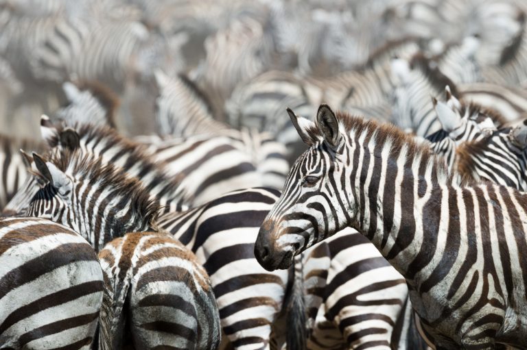 Feature-Africa-Travel-Guide-Tanzania-Serengeti-National-Park-Zebra