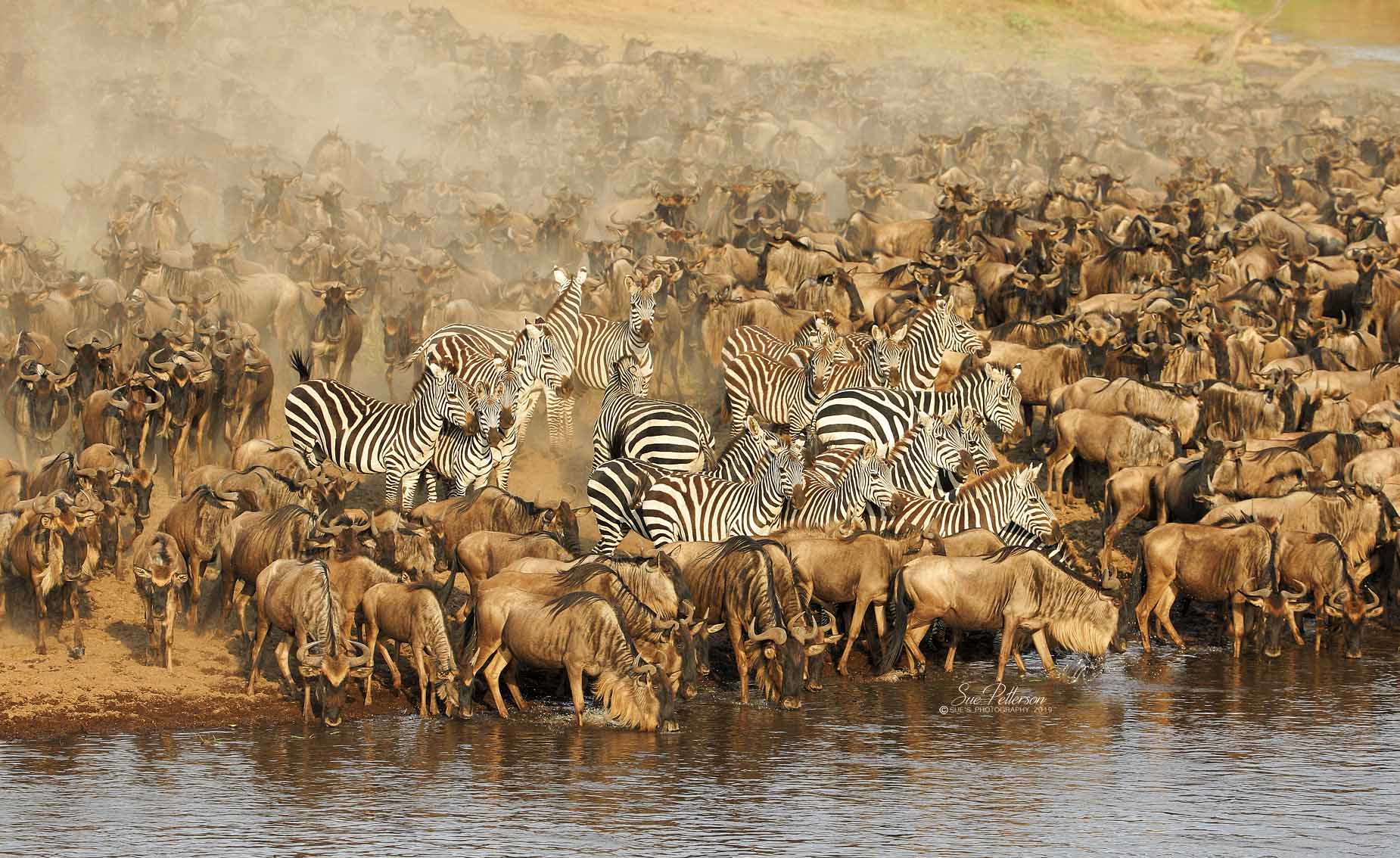 The Great Migration in Africa - Siroon Experience