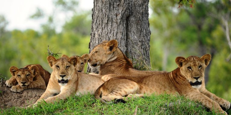 Wildlife-viewing-in-Nyerere-National-Park