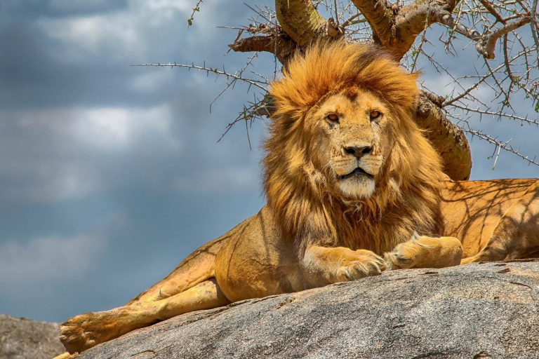 Der stolze Löwe gehört zu den furchterregendsten Raubtieren im Serengeti Nationalpark, Tansania