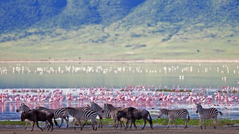 ngorongoro-crater-floor-teaming-with-game